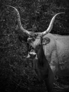 animal, cow, black & white