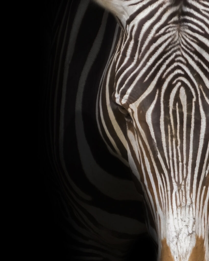 animal, zebra